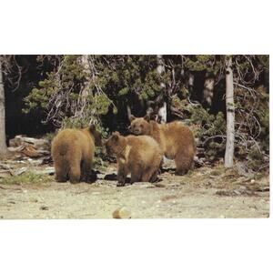 Yellowstone National Park Yearling Grizzlies Postcard Unposted